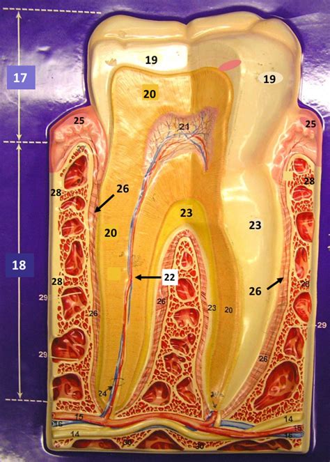 Tooth Structure Diagram | Quizlet
