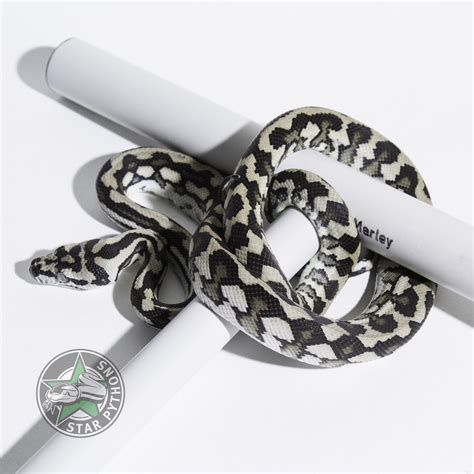 Image result for Axanthic Jungle Carpet Python