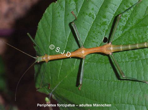 Eier von 23 Arten Phasmide Stabschrecke Dornschrecke Gespenstschrecke ...