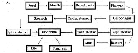 Explain the process of digestion with a flow chart - Brainly.in