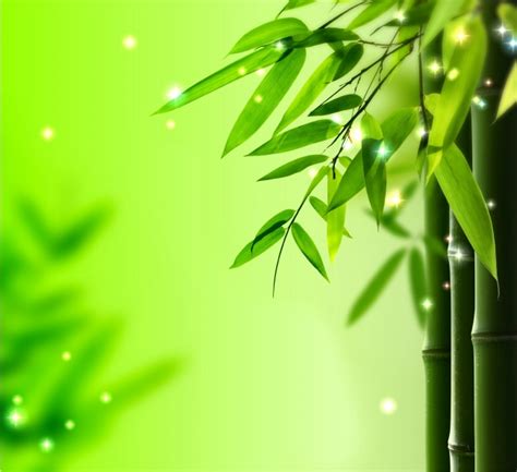 壁纸1680×1050竹林深处 青葱世界 竹子图片壁纸 Desktop Wallpaper of bamboos pictures壁纸,竹林 ...