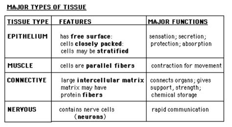 Difference between connective muscular nervous and epithelial tisdue ...