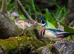 Image result for Build a Wood Duck Nesting Box