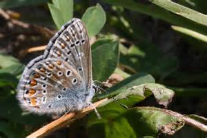 North America's most endangered animals