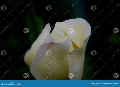 Innocence and Desire II stock photo. Image of desire - 93228888