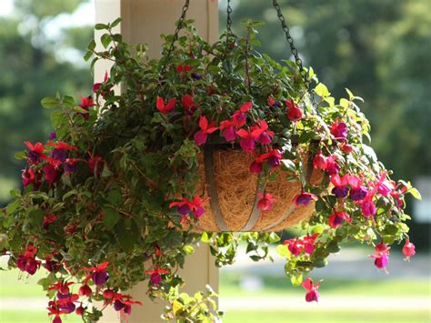 Plants For A Hanging Basket In Shade at Katie Butters blog
