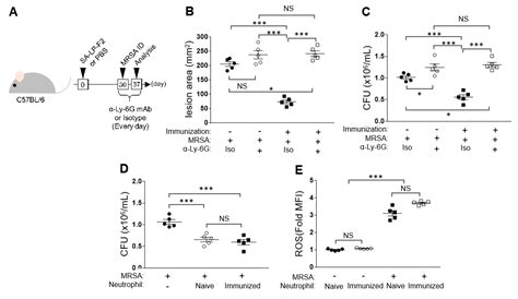 Immunization with a Bacterial Lipoprotein Establishes an Immuno ...