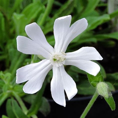 Silene Capensis Seeds – African Herb Xhosa Variety, Heirloom Non-GMO ...