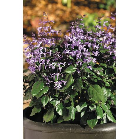 140mm Plectranthus Mona Lavender - Plectranthus sp. Mona Lavender ...