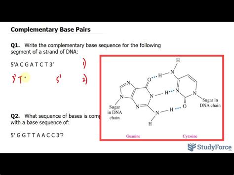 Image result for Complementary Base Pairs