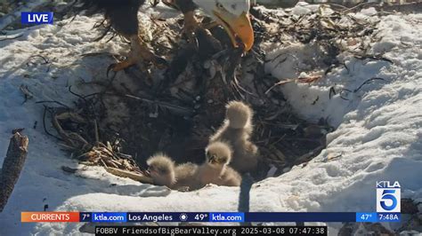 It's a ‘confirmed hatch’: Big Bear bald eagles welcome 3rd chick
