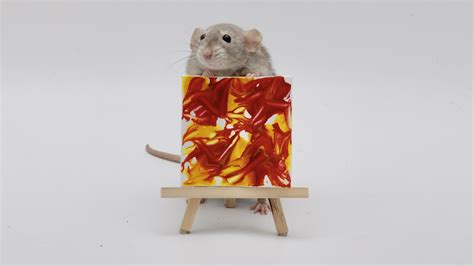 This weeks mini paw paintings by my incredible pet rats - everyone did ...