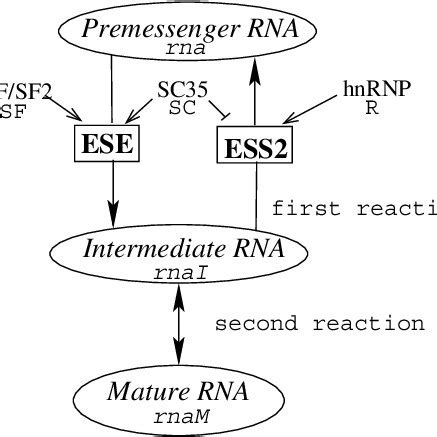 Image result for Splicing Element Position Java