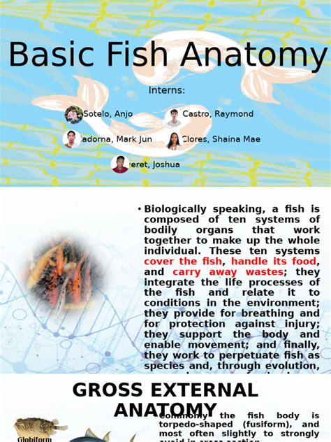 Basic Fish Anatomy | PDF | Skeleton | Vestibular System