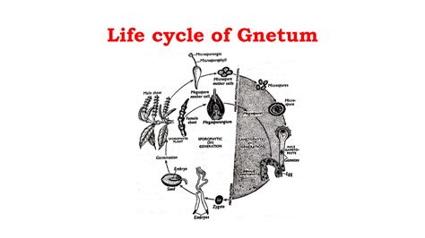 Reproduction Of Gnetum