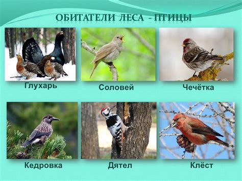 Лесные птицы - фото, описание, список обитателей