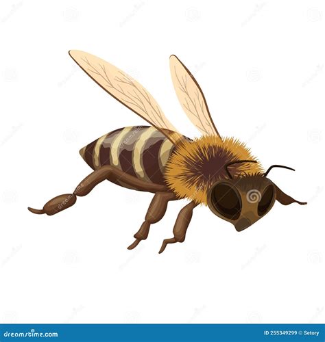 Image result for Bee Flying Side View