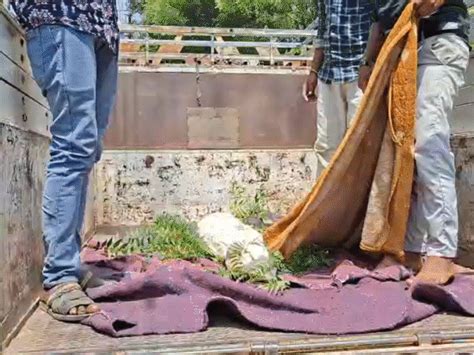 Khargone Girl Murder | Rape Accused Arrested; Body Hidden