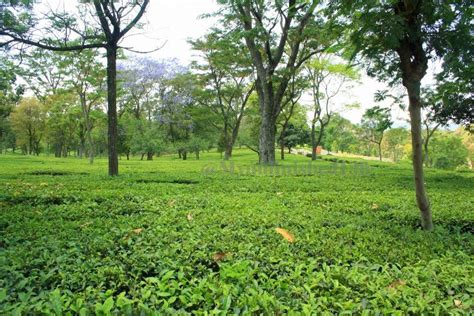 Tea Gardens, palampur, India - Top Attractions, Things to Do ...