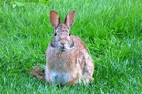 Image result for Southern Bunnies