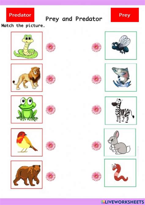 Predator-Prey Relationships Worksheet | PDF | Predation | Reindeer - Worksheets Library