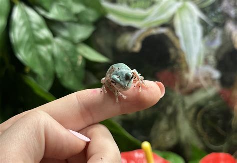 Image result for Snowflake Dumpy Tree Frog