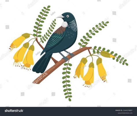 31 New Zealand Tui Stock Vectors and Vector Art | Shutterstock