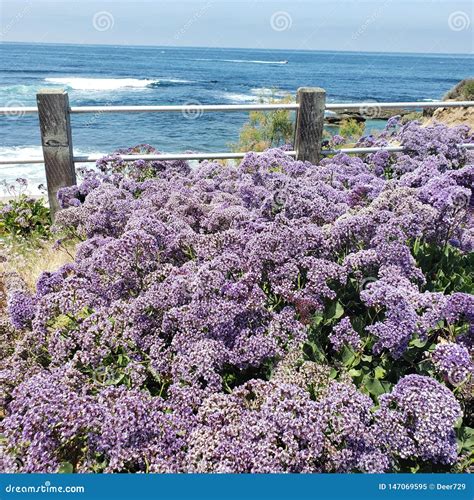 Purple Flowering Shrubs With Fence And Ocean And Boat In Background ...