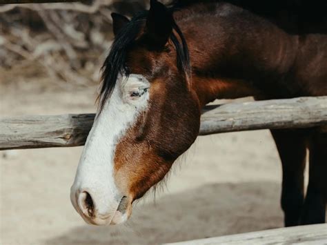 Horses With Bald Face Markings - The Equinest