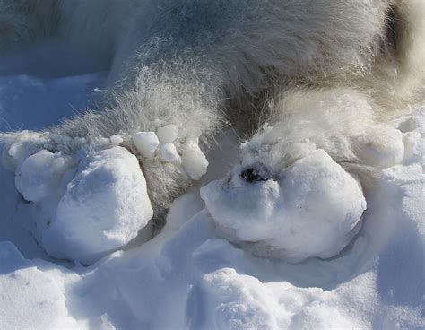 Polar Bear Paw Print Real