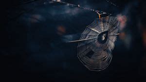 Cobweb wallpapers hd, desktop backgrounds, images and pictures