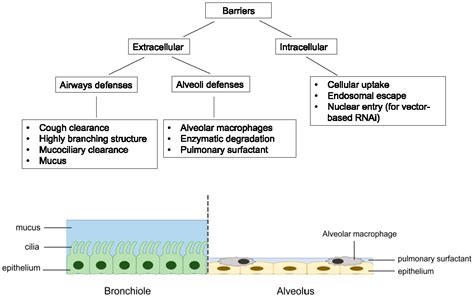 Delivery of RNAi Therapeutics to the Airways—From Bench to Bedside