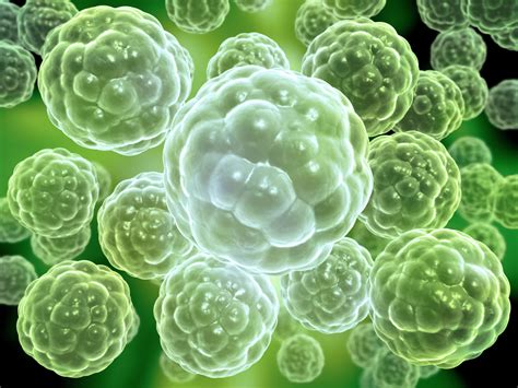 De novo - Definition and Examples | Biology Online
