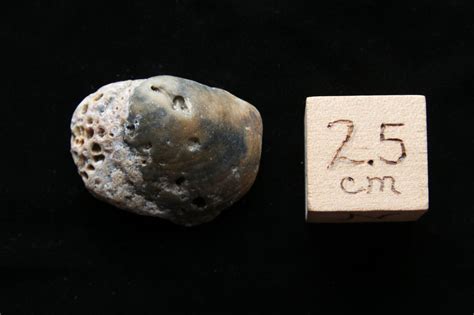 Fossil Clam Shell, Cape Hatteras - Member Collections - The Fossil Forum