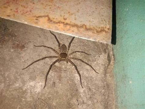 Huntsman Spider found in Philippines (Idk what specific species tho ...