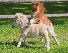 Image result for Cute Horses