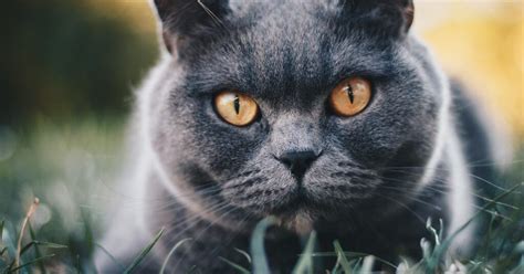 Top 10 Most Expensive Cat Breeds