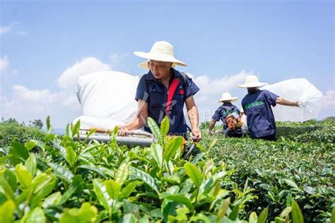 湖北保康：机械化采摘夏茶助农增收-人民图片网