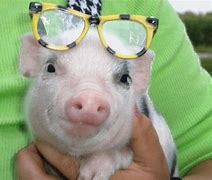 Image result for Teacup Pig Spotted