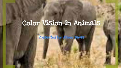 Color Vision in Animals by Aimee Davis on Prezi