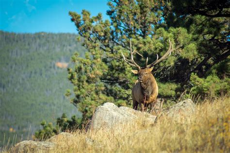Colorado Big Game Hunting: New Secondary Draw - Colorado Outdoors Online