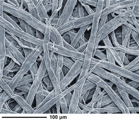 Image result for Eucalyplus Pulp