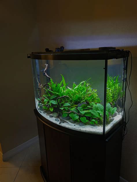 29 Gallon Bow Front Aquarium