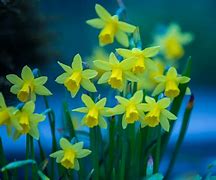 Image result for Pretty Easter Flowers
