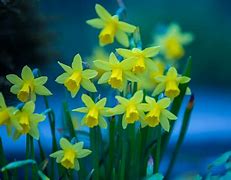 Image result for Beautiful Easter Pictures with Bunnies and Flowers