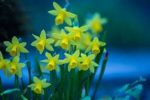 Image result for Happy Easter Bunny Flowers