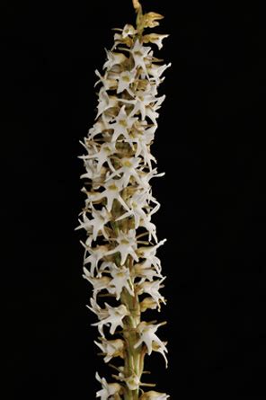 orchids-of-sikkim-himalayas