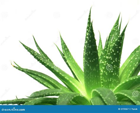 Aloe Vera Leaves 1 Royalty Free Stock Photography - Image: 319367