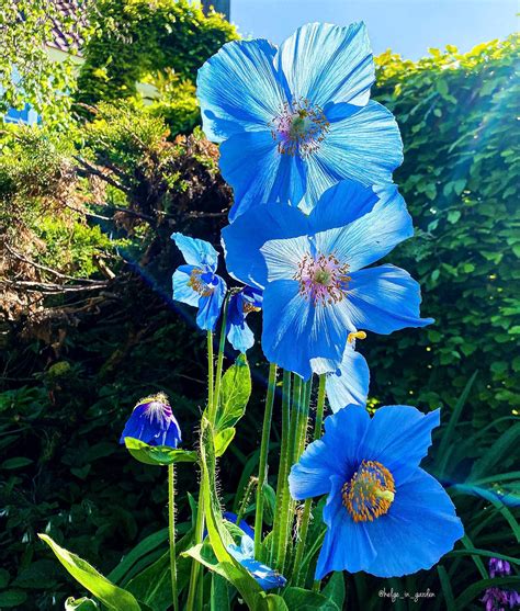 Himalayan Blue Poppy (Meconopsis grandis) : flowers