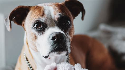 Download wallpaper 1920x1080 english bulldog, dog, glance, funny, toy ...